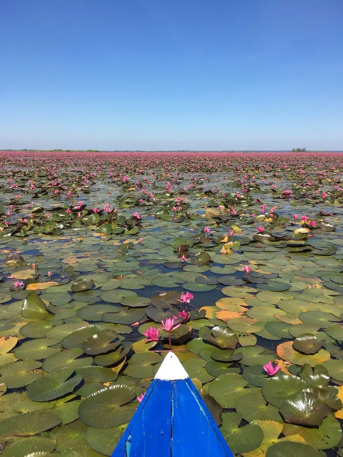 lotus sea - My, Mobile photography, Beginning photographer, Amateur photography, Thailand, , Lotus