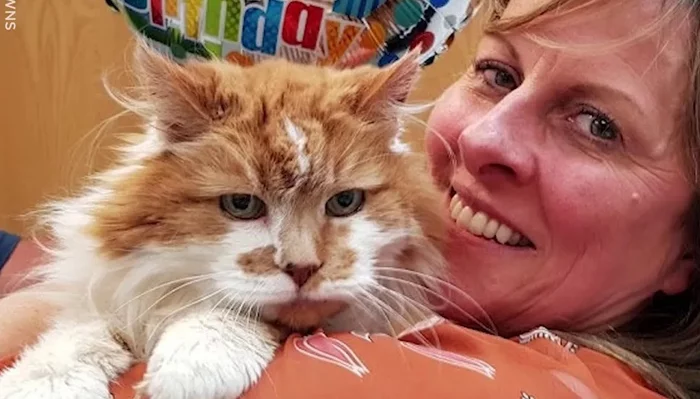 The oldest cat in the world has died in the UK... - cat, Long-liver, Pets, Sadness, Maine Coon, Animals, The national geographic