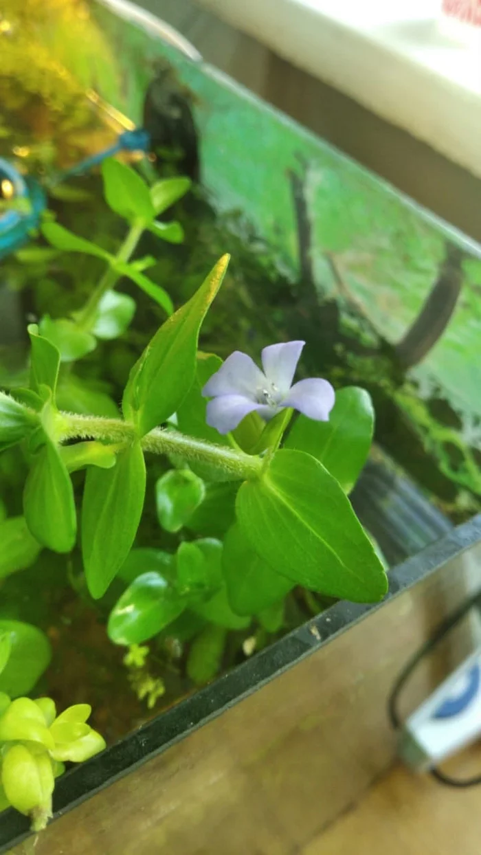 Bacopa carolina - My, Aquarium plants, Aquarium, Aquarium