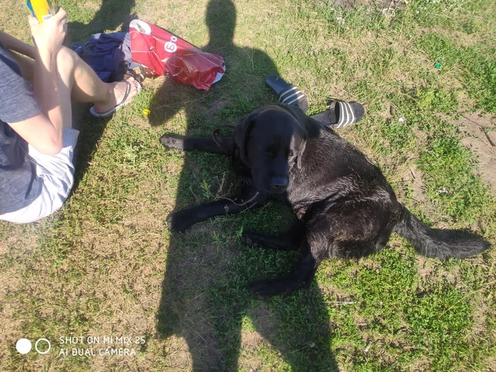 Found a dog (black Labrador) - No rating, Nizhny Novgorod, Boron, Labrador, Dog, Found a dog, The dog is missing, Longpost