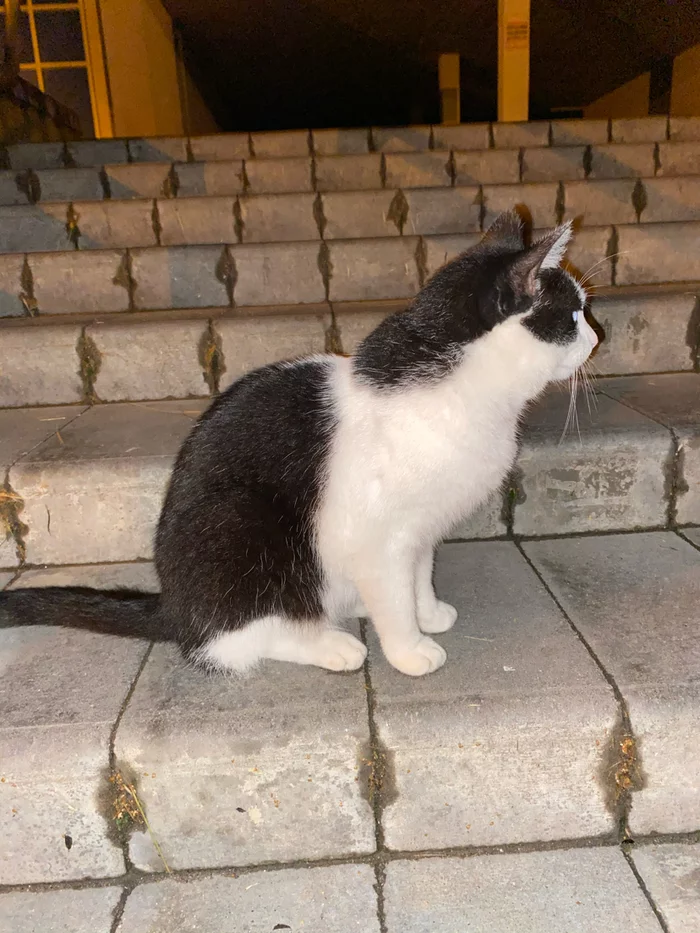 Коту нужен дом! - Моё, Кот, Минск, Передержка, В добрые руки, Потеряшка, Найден кот, Длиннопост