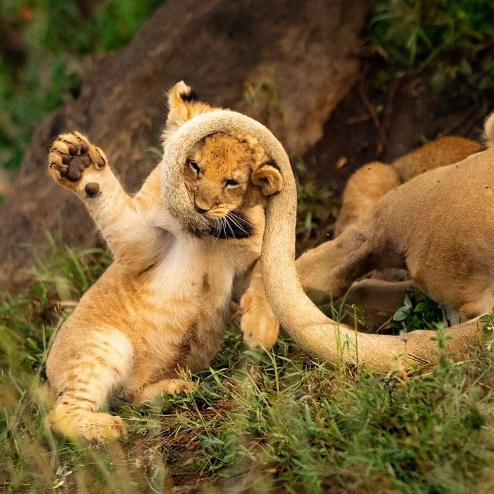 Whiskers, paws and tail - The photo, Animals, wildlife, Big cats, a lion, Young, Tail, Lion cubs, Africa