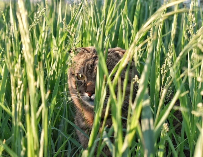 Притаившийся кусь - Кот, Домашние животные