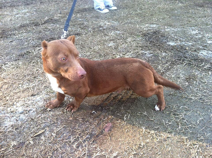 Dachshund+Pitbull=... - Images, Dog, Misunderstanding, Longpost