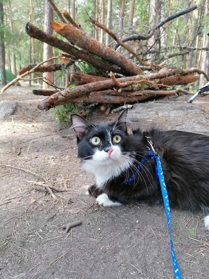 Funtik's adventures in the forest - My, cat, Munchkin, Mobile photography