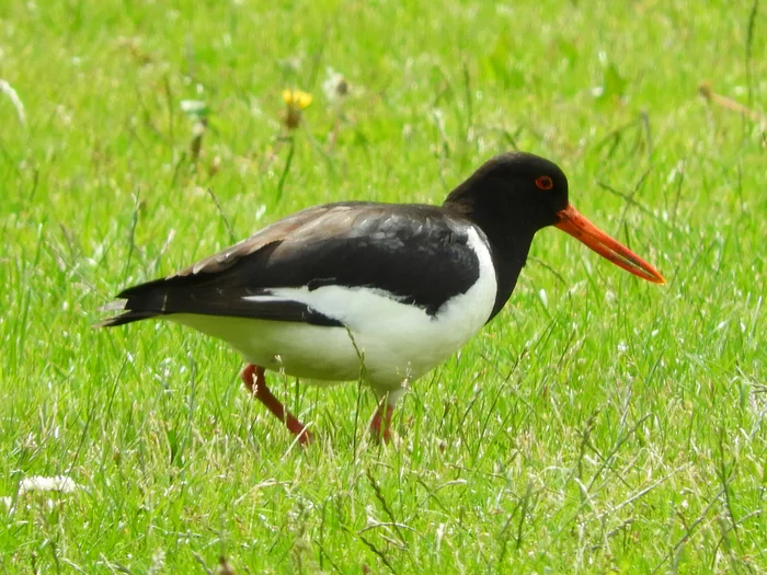 Oystercatcher - My, Birds, Sandpiper, Kulik-Soroka