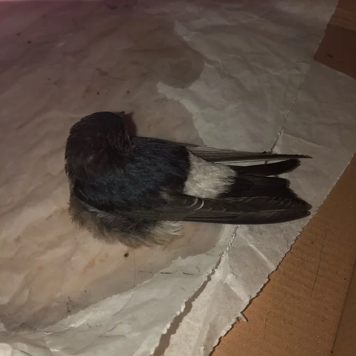 Chick? - Birds, Chick, Need advice, Help