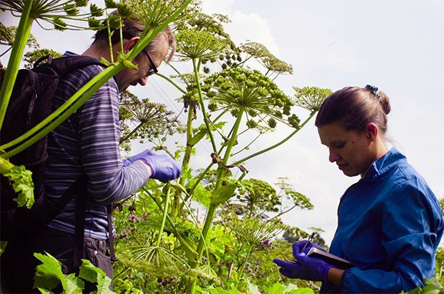 Beware: hogweed! Who will win - the plant or the person? - Hogweed, Plants, Arguments and Facts, Longpost