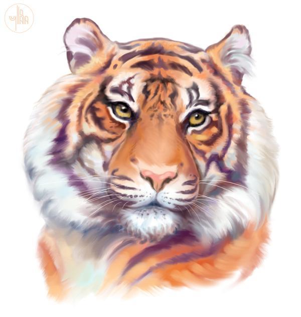 Sumatran tiger - Yullapa, Tiger, Digital drawing, Cat family, Endangered species, Art