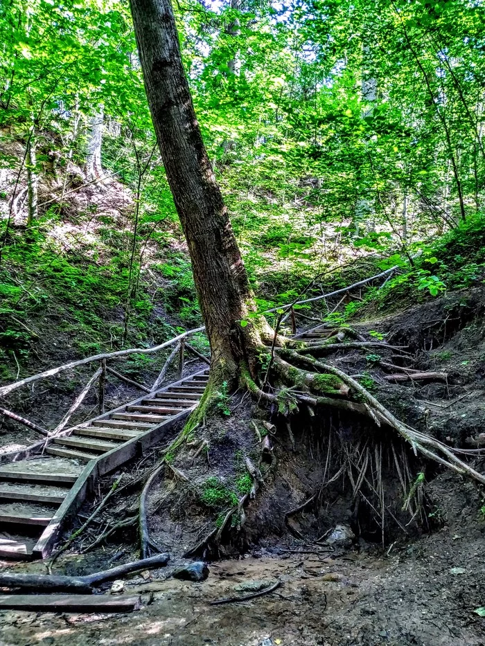 Spring under the tree - My, Tree, A life, Spring, Water, Stream, The photo