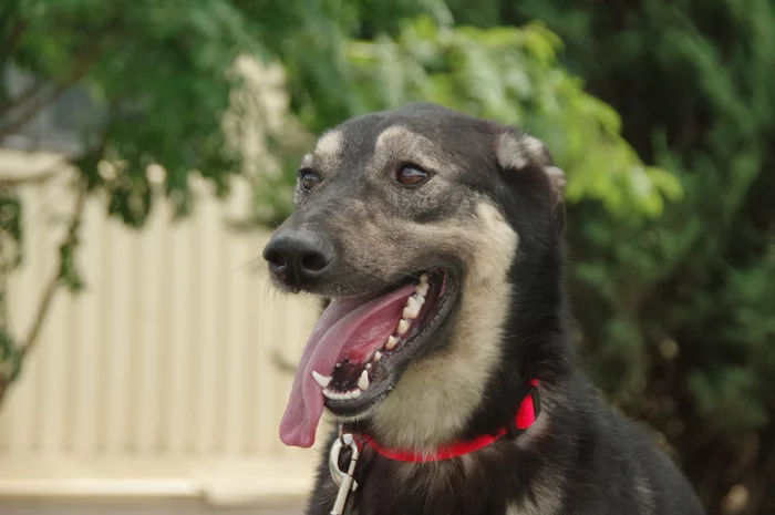 Rurik (not a prince, but also nothing) - No rating, In good hands, Dog, Moscow region, Moscow