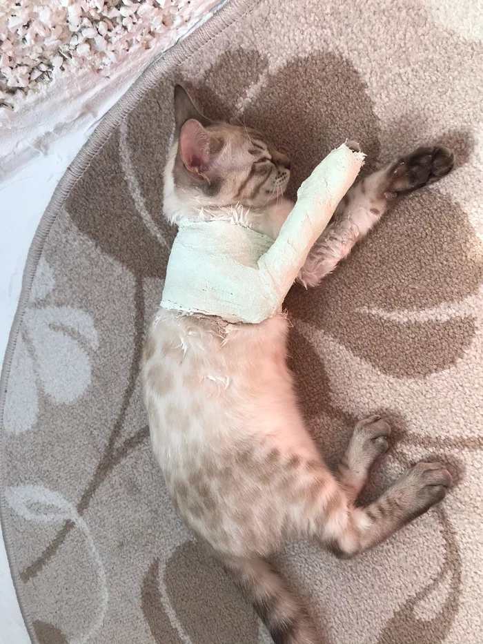 The kitten's cast smells very strongly, a purulent-cadaverous smell - My, Vet, Vet clinic, Veterinary, Bengal cat, Longpost, cat