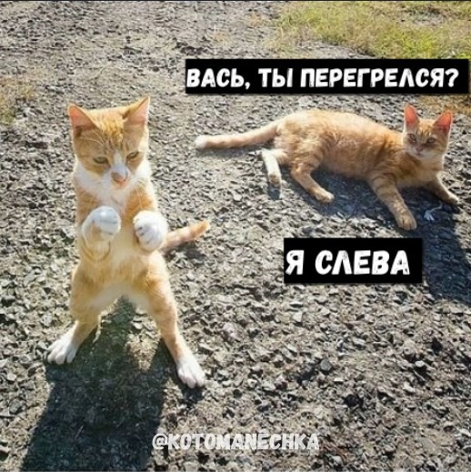 Summer, hot...) - cat, Humor, Funny animals, Positive, smile, Picture with text