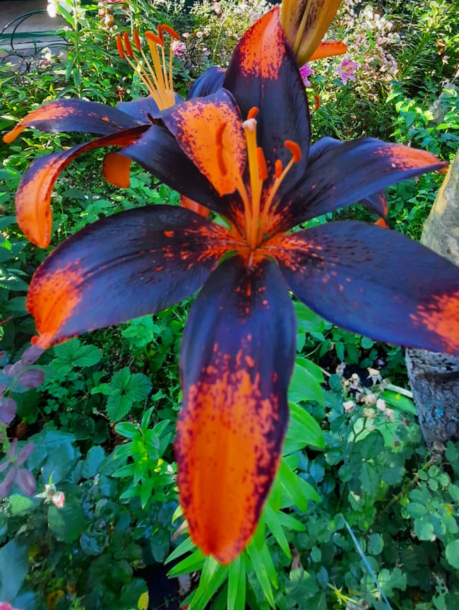 My Asiatic Tango Lilies - My, Plants, Lily, Garden, Longpost, Flowers, raised, Floriculture