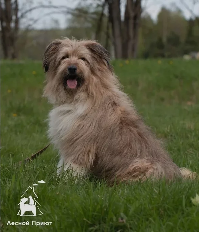 Shaggy handsome Oliver is looking for a home. Moscow - My, Dog, In good hands, Animal shelter, Moscow, Istra, Krasnogorsk, Longpost, No rating