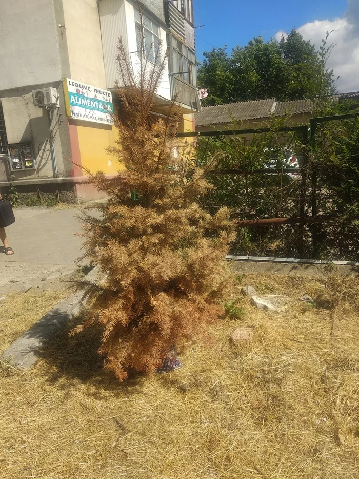 Someone gave up - My, Christmas tree, Weakling