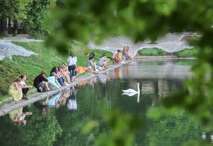 A swan was poisoned on the Patriarch's Ponds in Moscow - My, Negative, news, Moscow, Patriarchal Ponds, Swans