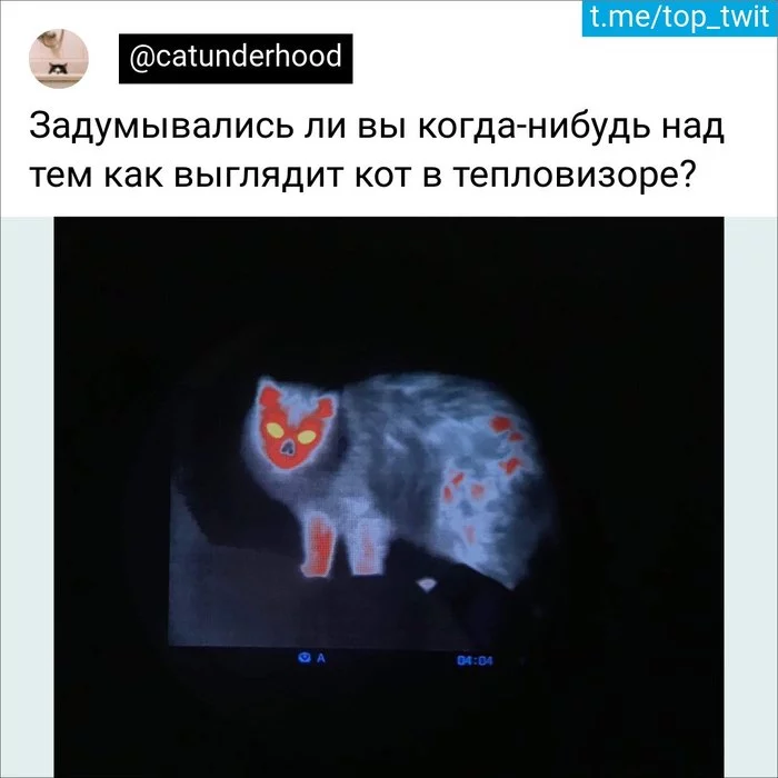 Тепловизор - Юмор, Скриншот, Twitter, Кот, Тепловизор