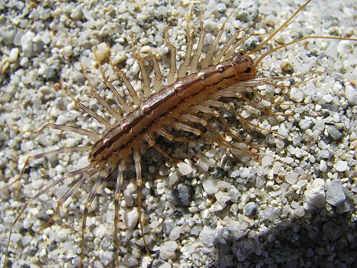 Creatures to watch out for - Flycatcher, Insects, Centipede, Centipede, Longpost