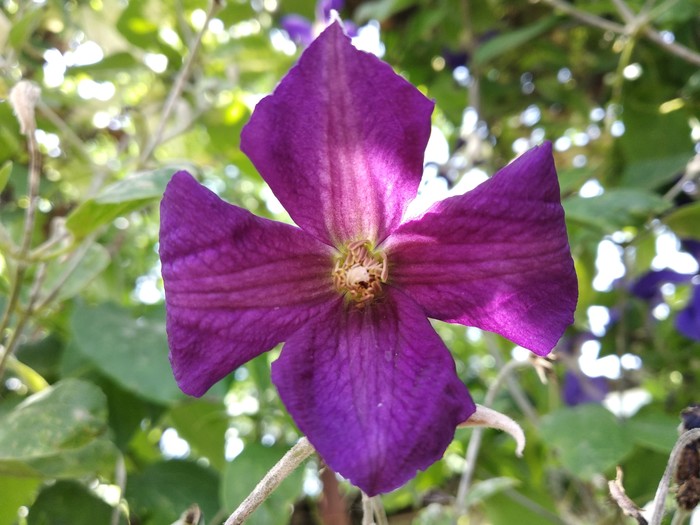 Хз что за цветы,но очень красиво