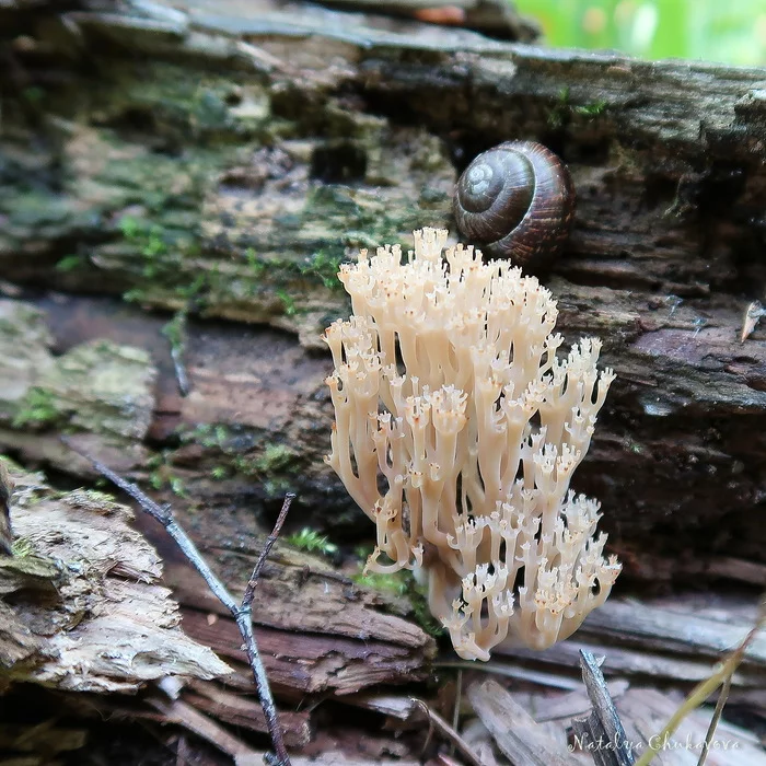 Клавикорона крыночковидная, Артомицес крыночковидныи (Artomyces pyxidatus) Грибы, Грибники, Длиннопост