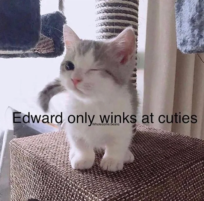 Edward only winks at cuties - Milota, cat, Picture with text, beauty, 9GAG