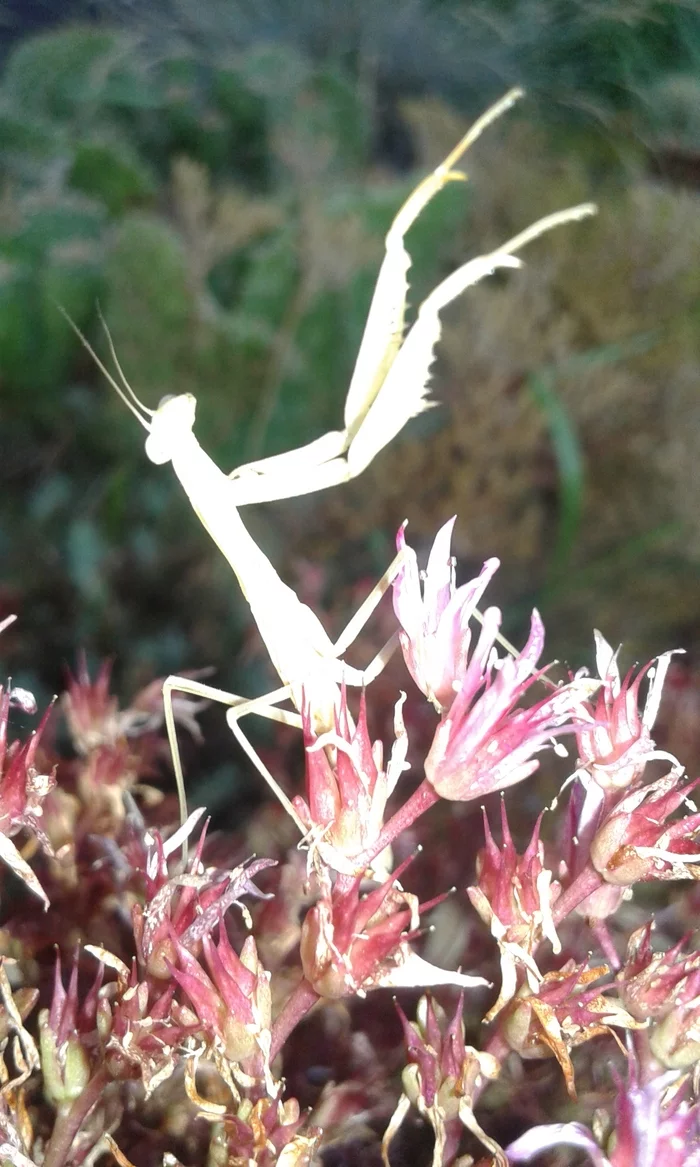 Albino praying mantis - My, Mantis, Albino, Insects, Mobile photography