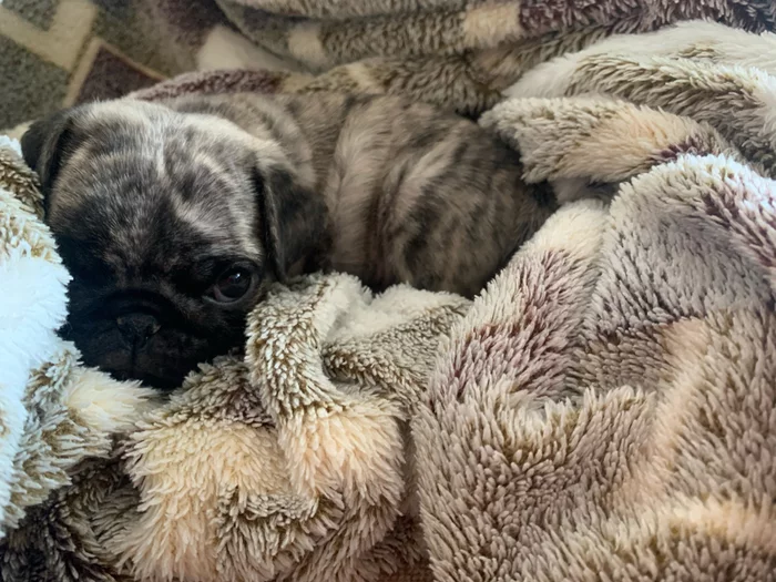 New family member Pug or tiger cub? - My, Pug, Dog, Milota, Longpost