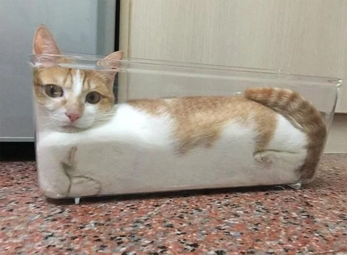 Hard evidence that cats are liquid - Cats are liquid, cat, All amenities, Good mood, Longpost