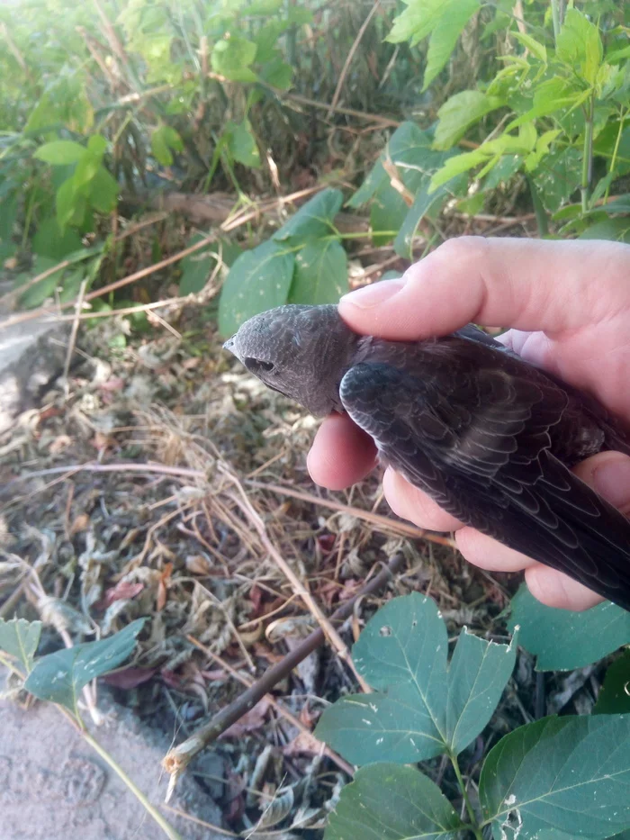 Birds are dying from the heat - My, Martin, Heat, Orenburg, Birds