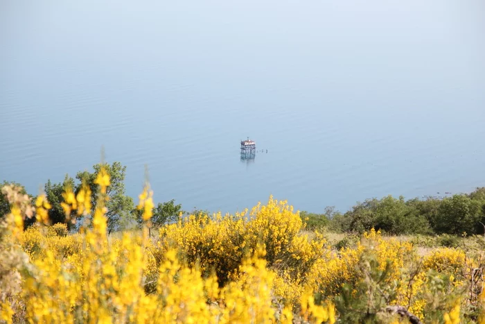 Gorse bloom in Blue Bay - My, Crimea, Flowers, Nature, Longpost