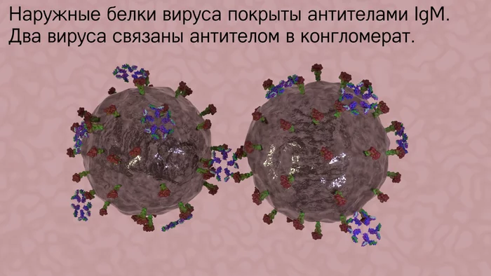 Our internal troops: antibodies - what happened next? - My, Immunity, Immunology, The medicine, Antibodies, Biology, GIF, Video, Longpost