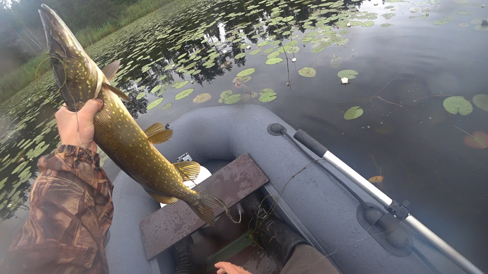 Щучий пир Щука, Щука на живца, Рыбалка, Озеро, Видео, Длиннопост