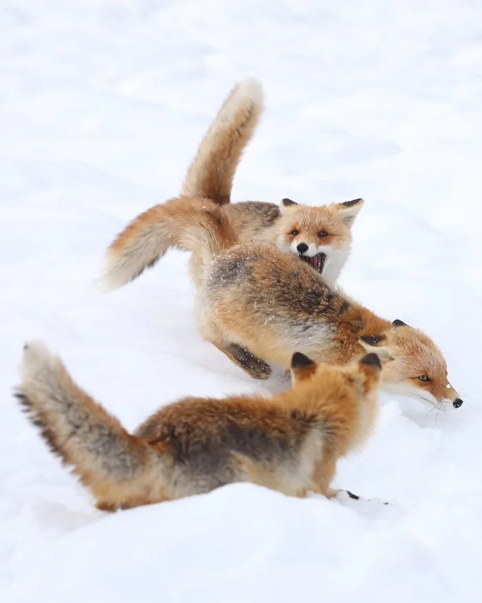snow fun - Fox, Animals, Wild animals, Snow, The photo, Longpost