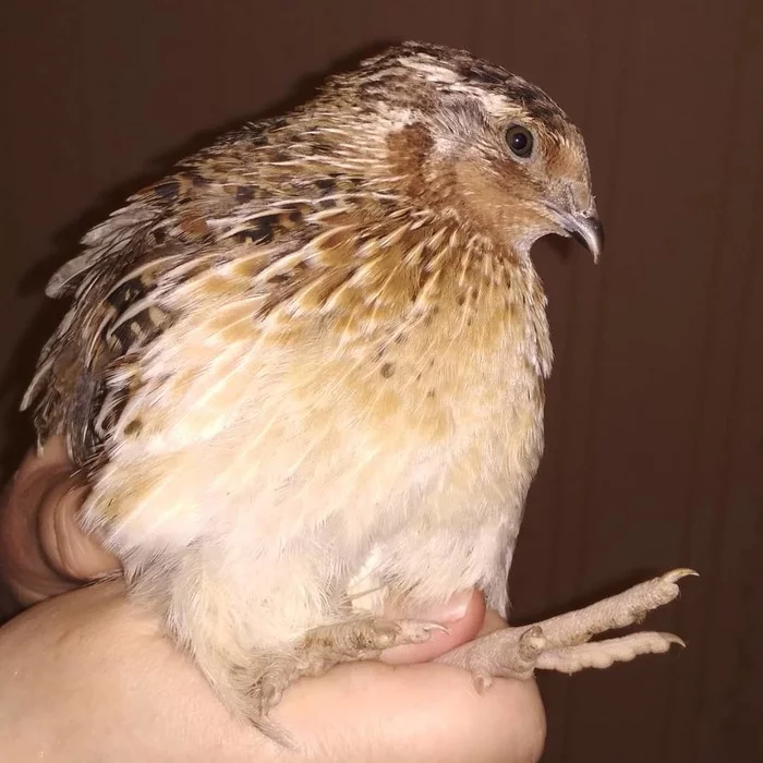 Quail in apartment 4 - My, Quail, Сельское хозяйство, Care and maintenance, Pets, Longpost