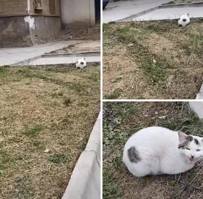 Cute soccer ball - cat, Soccer ball, Color