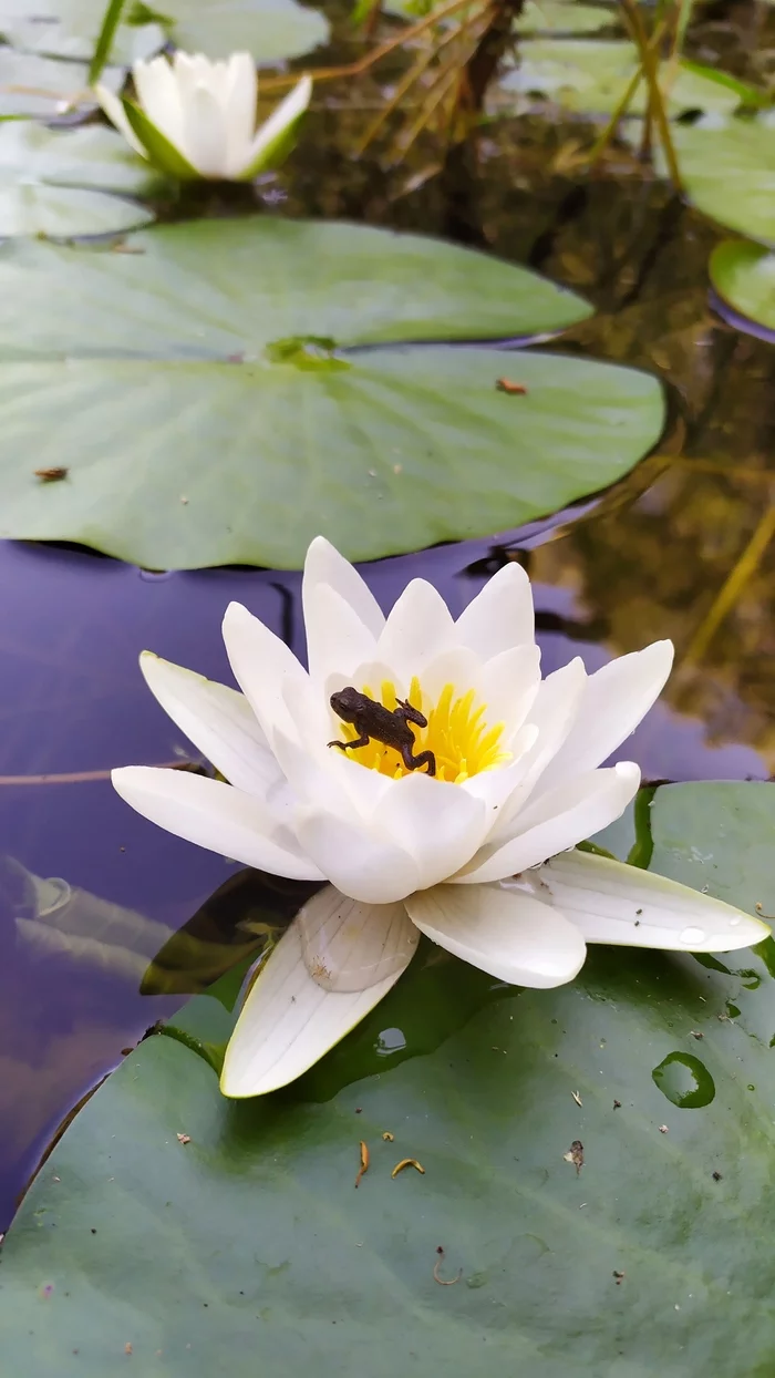 Little frog on a water lily - My, Frogs, Water lily, The photo