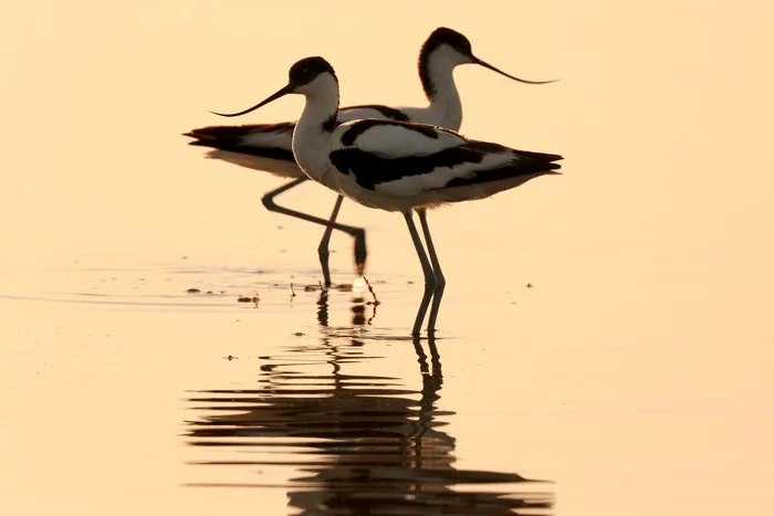 Awl-billed macho) - Birds, Sandpiper, Mating games, The national geographic, Nesting, Chick, Longpost