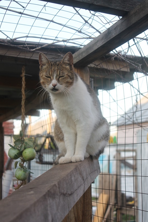 Life at the Kotoland home shelter 241 - My, cat, Shelter, Lipetsk, Shelter Cotoland, Kindness, Help, In good hands, Longpost