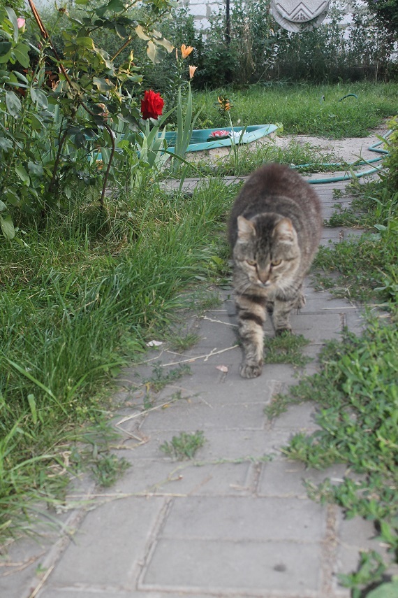 Life at the Kotoland home shelter 241 - My, cat, Shelter, Lipetsk, Shelter Cotoland, Kindness, Help, In good hands, Longpost