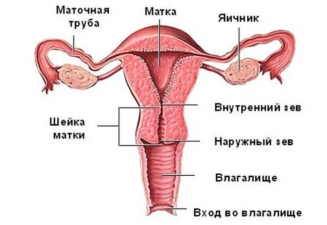 Предраковые и раковые изменения шейки матки - Моё, Рак и онкология, Патология, Гинекология, Вакцина, Длиннопост, Онкология