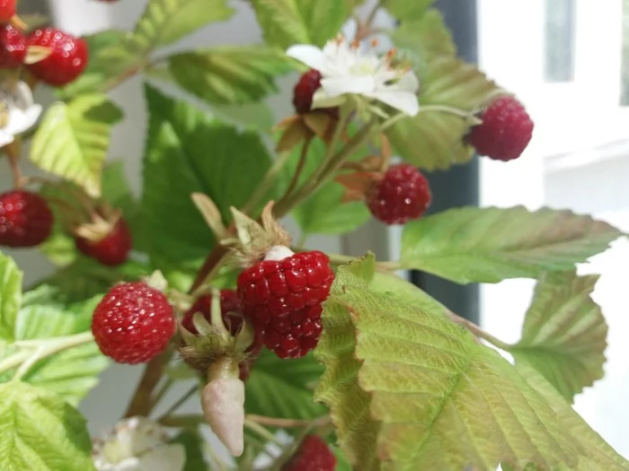 Cold Porcelain Raspberry - Raspberries, Cold porcelain, Polymer floristry, With your own hands, Handmade, Video, Longpost, Needlework without process