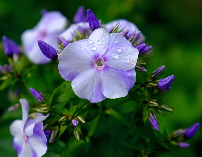 Phloxes have bloomed - My, Flowers, Garden, Summer, Phlox, The photo, Longpost