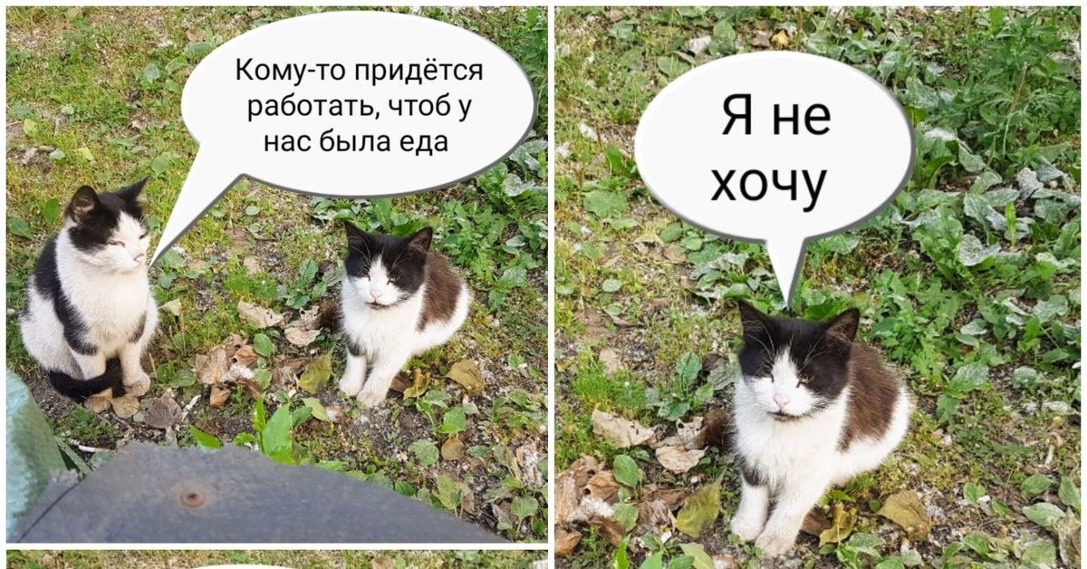 Мем с коте и двумя. Мемы с котами. Кот Мем. Мемы диалоги.