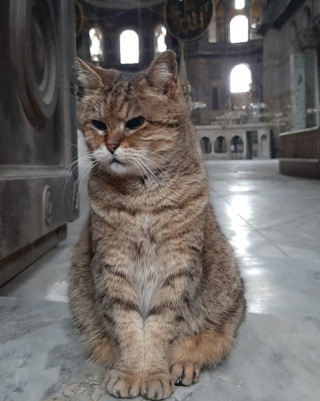 Gli, the famous cat of Hagia Sophia - Turkey, Temple, Mosque, Saint Sophie Cathedral, Istanbul, Longpost, cat