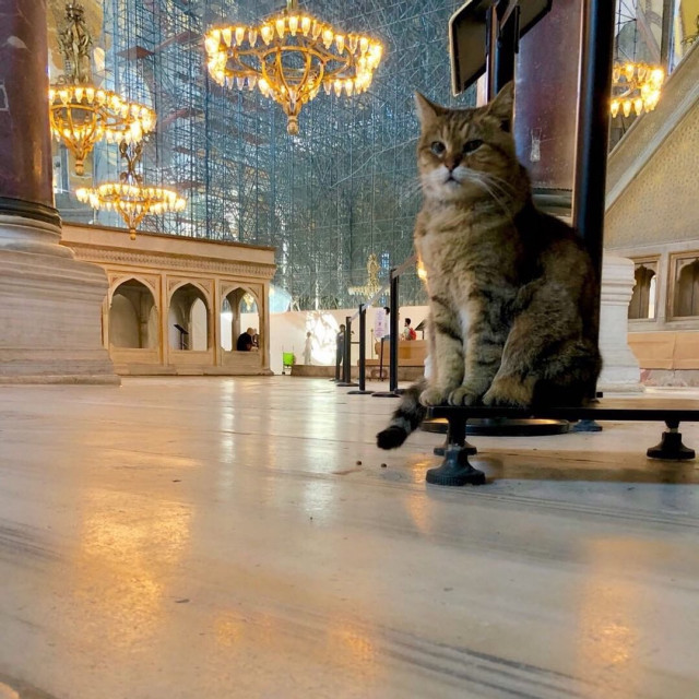 Gli, the famous cat of Hagia Sophia - Turkey, Temple, Mosque, Saint Sophie Cathedral, Istanbul, Longpost, cat