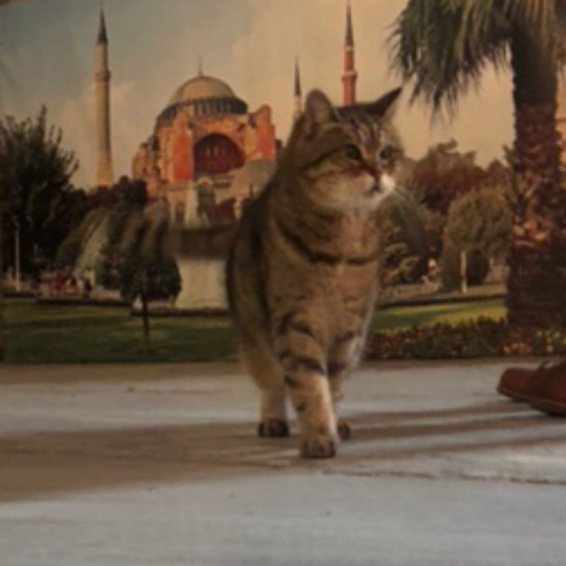 Gli, the famous cat of Hagia Sophia - Turkey, Temple, Mosque, Saint Sophie Cathedral, Istanbul, Longpost, cat