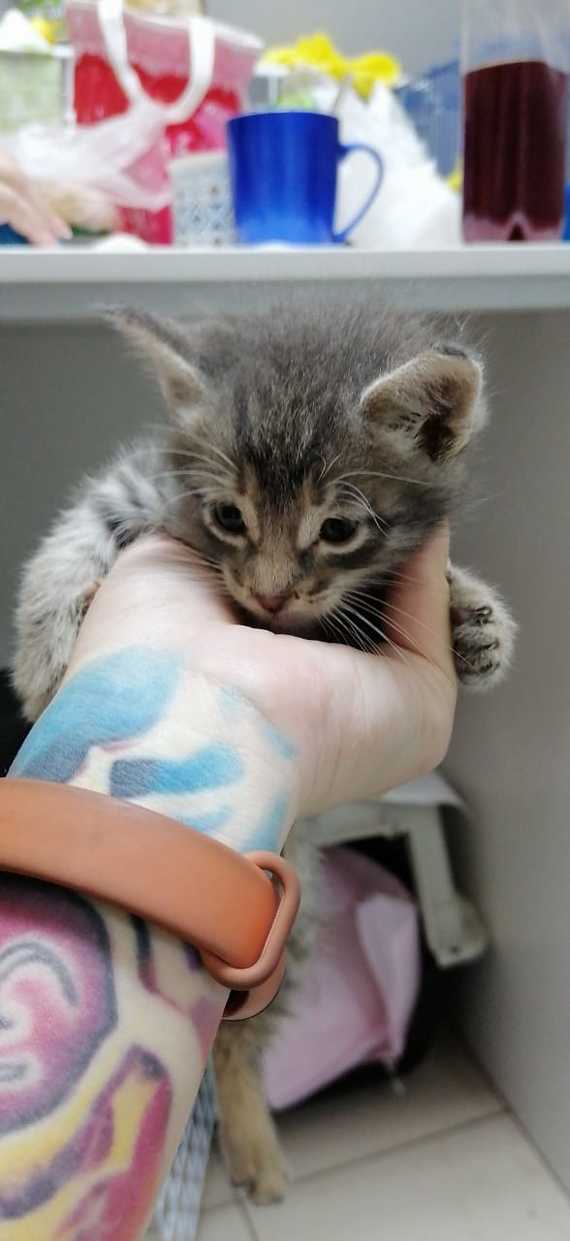 Kazan: kittens need a home - My, Kazan, Kittens, cat, In good hands, Urgently, Longpost, No rating