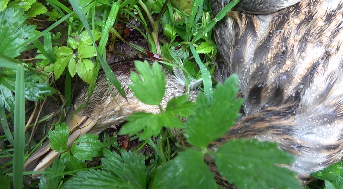 In South Butovo, a flock of stray dogs killed a family of ducks on a pond - My, Wild ducks, Stray dogs, Butovo, Dog attack, Protection of Nature, Negative, Video, Longpost