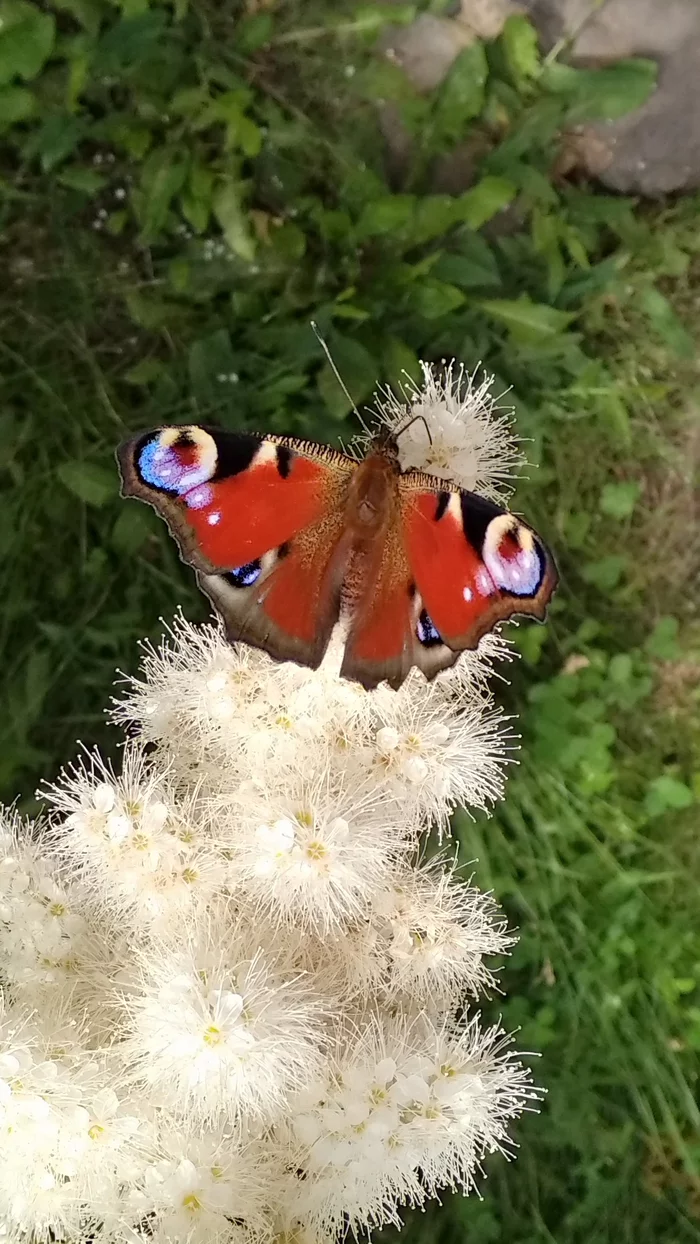 Peacock's eye in the process of eating - Peacock's Eye, Butterfly, Summer, The photo